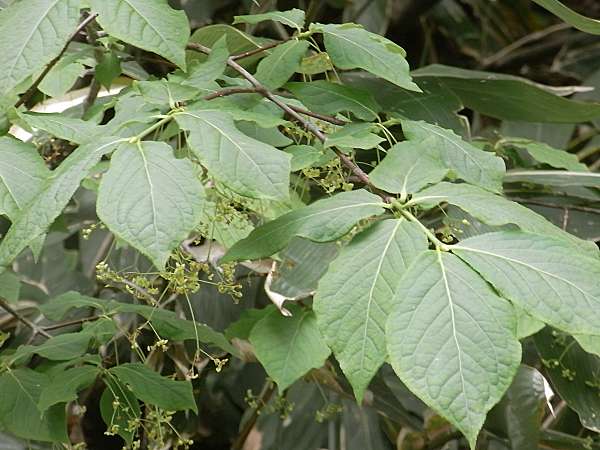 ヒロハツリバナ