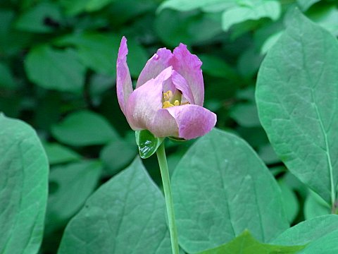 ヤマシャクヤク