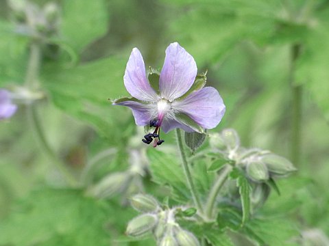 グンナイフウロ