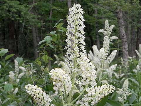 コバイケイソウ