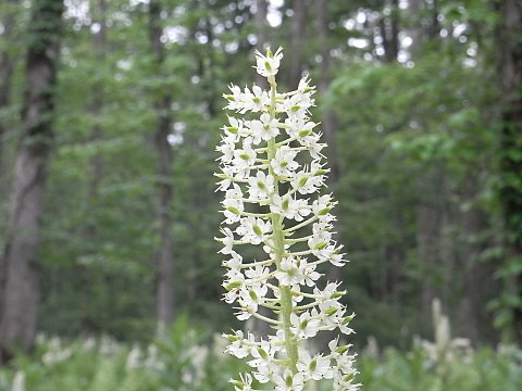 コバイケイソウ