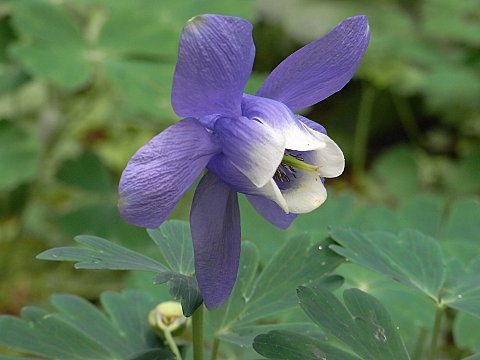 ミヤマオダマキ