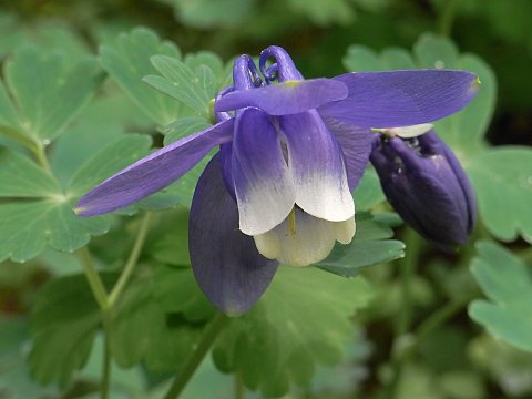 ミヤマオダマキ