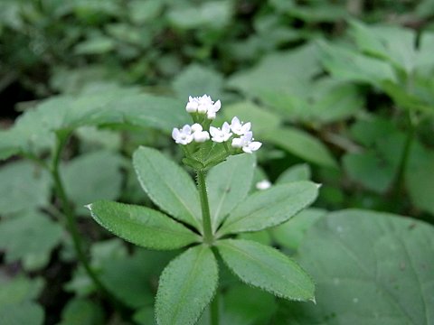 オククルマムグラ