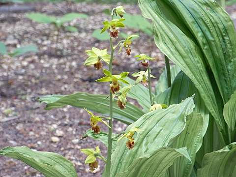 サルメンネビネ