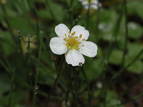 シロバナノヘビイチゴ