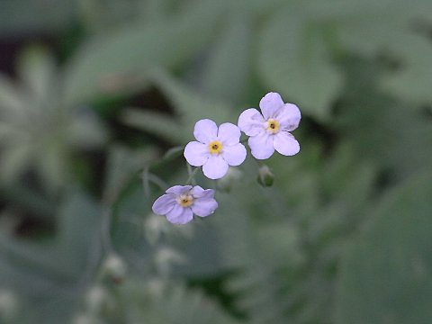 タチカメバソウ