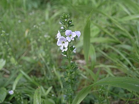 テングクワガタ