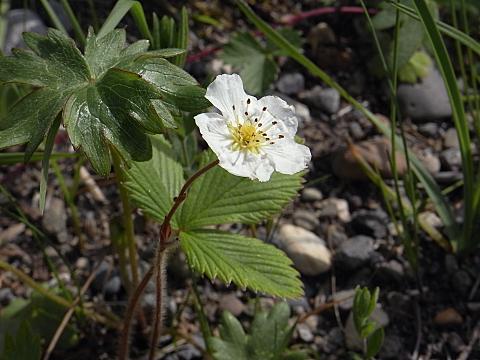 エゾクサイチゴ