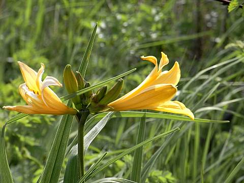 エゾゼンテイカ