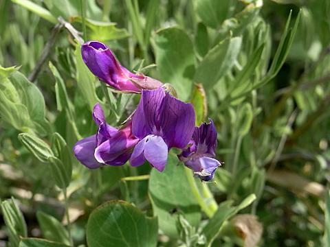 �n�}�G���h�E