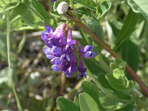 ヒロハクサフジ