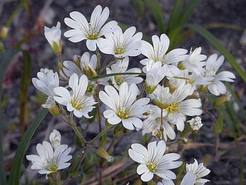 オオバナノミミナグサ