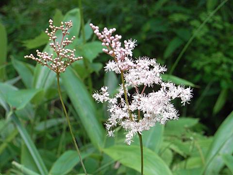 エゾノシモツケソウ