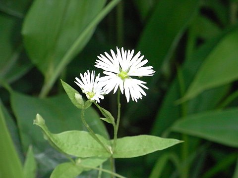 エゾオオヤマハコベ