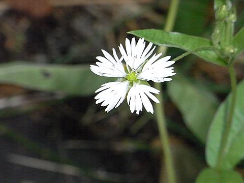 エゾオオヤマハコベ