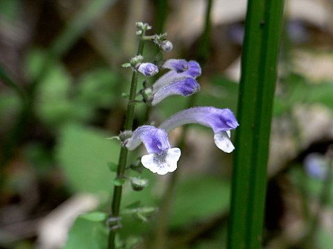 エゾタツナミソウ