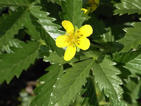 エゾツルキンバイ