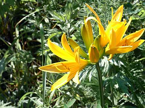 エゾゼンテイカ エゾゼンテイカ