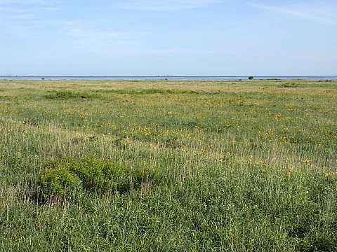 エゾゼンテイカ