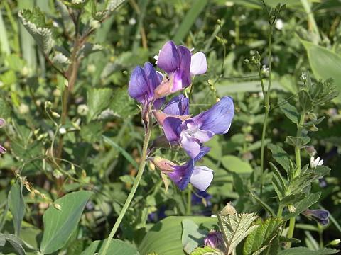 �n�}�G���h�E