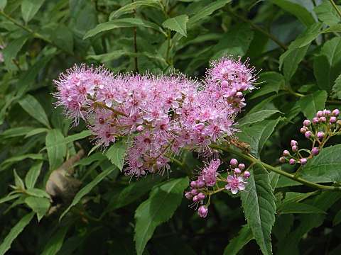ホザキシモツケ