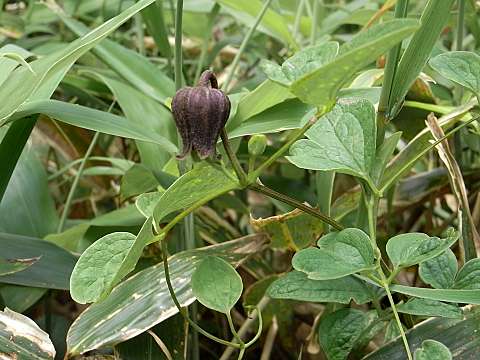 クロバナハンショウヅル