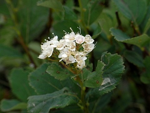 マルバシモツケ