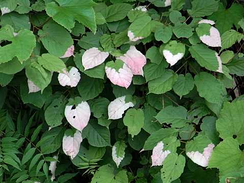 ミヤママタタビの葉