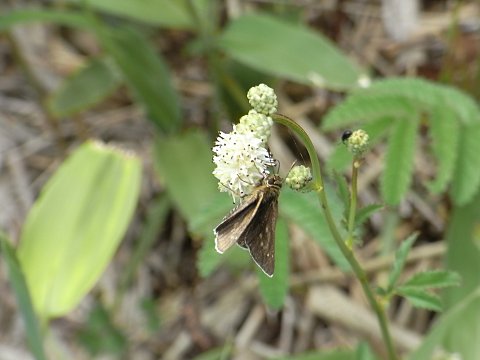 ナガボノシロワレモコウ