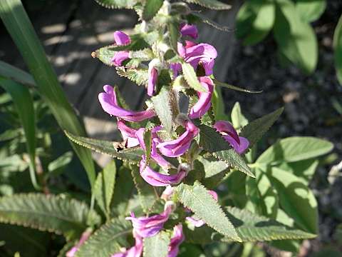 �V�I�K�}�M�N