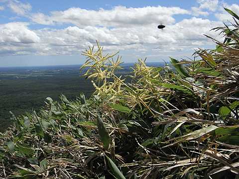 トリアシショウマ