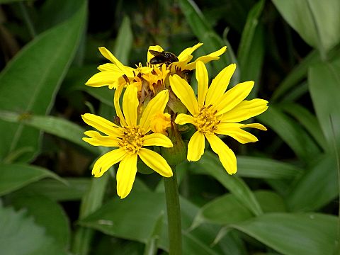 �g�E�Q�u�L