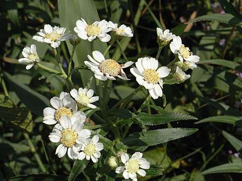 エゾノコギリソウ