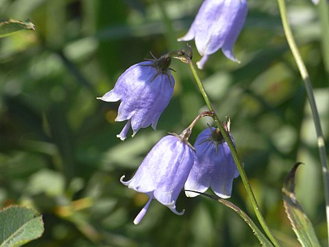 モイワシャジン