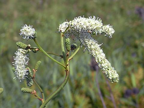 ナガボノシロワレモコウ