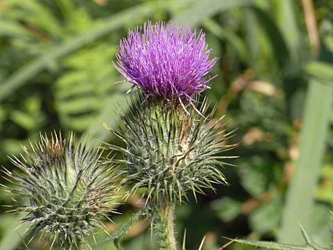 セイヨウオニアザミ