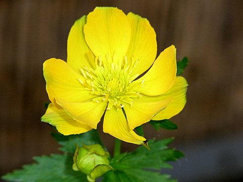 ボタンキンバイ