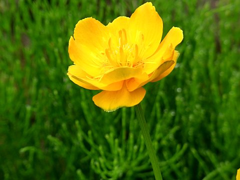 ボタンキンバイ