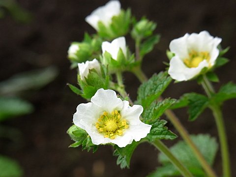 �_�C�R���\�E