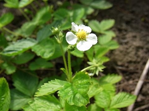 エゾヘビイチゴ