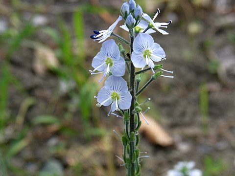 エゾノカワヂシャ