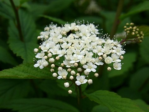 �G�]�m�V���o�i�V���c�P