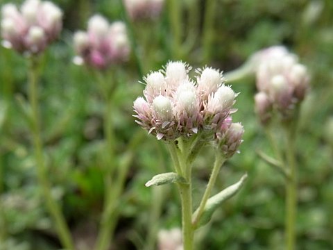 エゾノチチコグサ