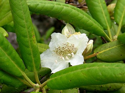 ハクサンシャクナゲ