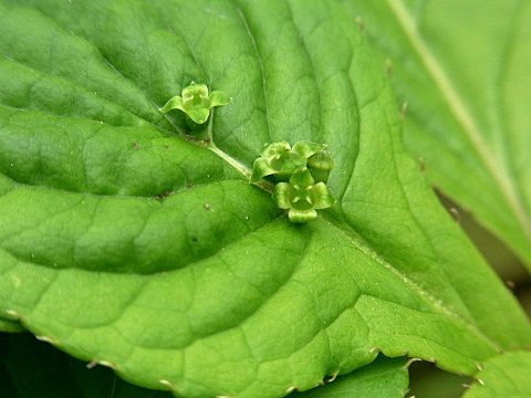 ハナイカダの花