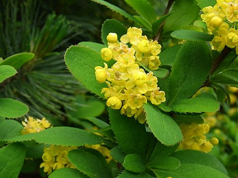 ヒロハノヘビノボラズ