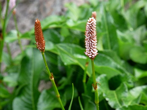 イブキトラノオ