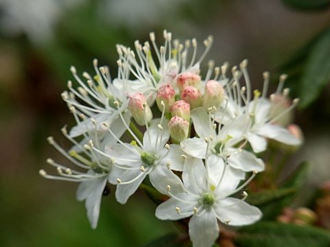 カラフトイソツツジ