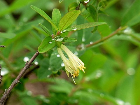 クロミノウグイスカグラ